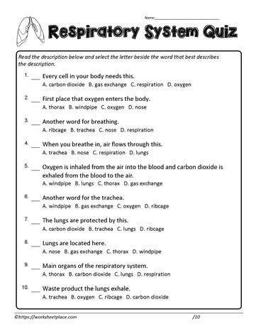 Read Online Respiratory System Quiz And Answers 
