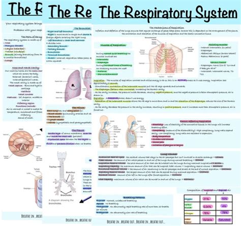 Download Respiratory System Study Guide Answers 