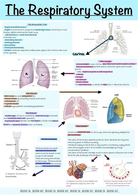 Read Respiratory System Study Guide Paper 