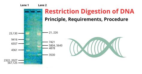 Restriction Digestion And Analysis Of Lambda Dna Kit Answers