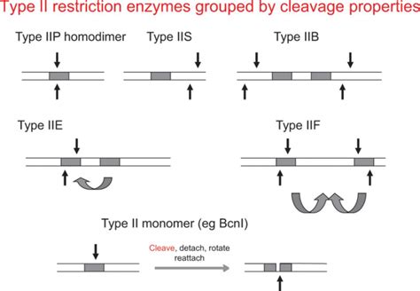 Restriction Endonuclease Types
