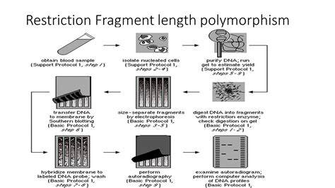 restriction fragment length polymorphism answers