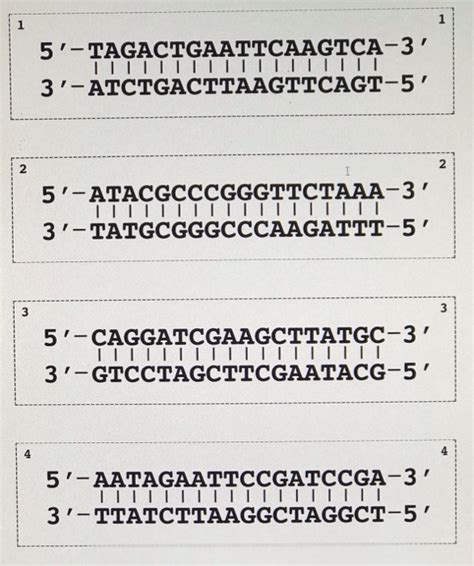Download Restriction Enzymes Dna Scissors Answer Key 