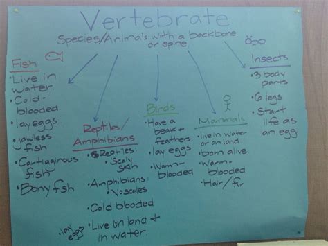 Results For 5th Grade Vertebrates And Invertebrates Tpt Vertebrate Respiration Worksheet 5th Grade - Vertebrate Respiration Worksheet 5th Grade