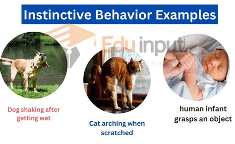 Results For Animal Behaviors And Instincts Tpt Animal Instincts Worksheet 4th Grade - Animal Instincts Worksheet 4th Grade