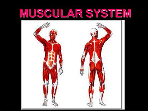 Results For Muscular System Tpt Muscular System Worksheet 3rd Grade - Muscular System Worksheet 3rd Grade