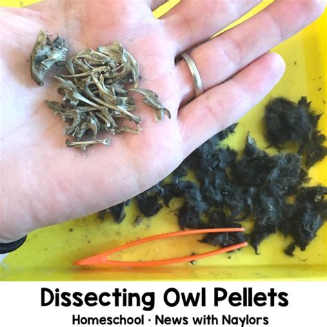 Results For Owl Pellet Dissection For Fourth Grade Owl Pellet Worksheet 4th Grade - Owl Pellet Worksheet 4th Grade