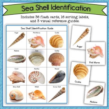 Results For Seashell Worksheet Tpt Seashell Worksheet Grade 1 - Seashell Worksheet Grade 1