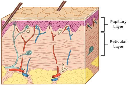 Reticular Layer