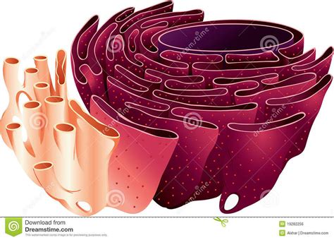 Reticulo Endoplasmatico Función