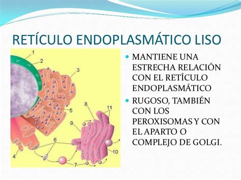 Reticulo Endoplasmatico Funcion