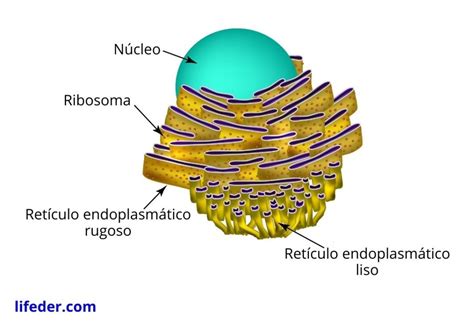 Reticulo Endoplasmatico Liso