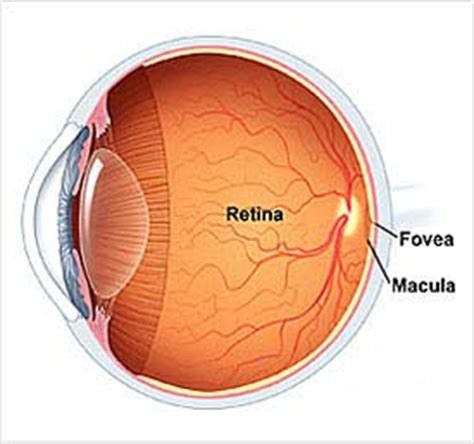 retina mata