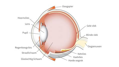 retina uitleg
