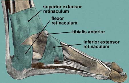 Retinaculum Flexorum Foot