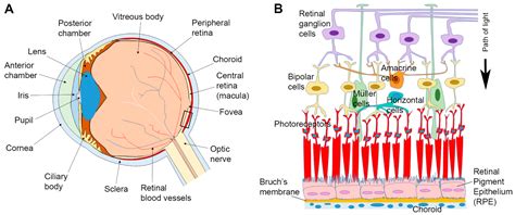 retinal pigment epithelium