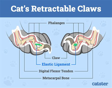 Retractable Claws