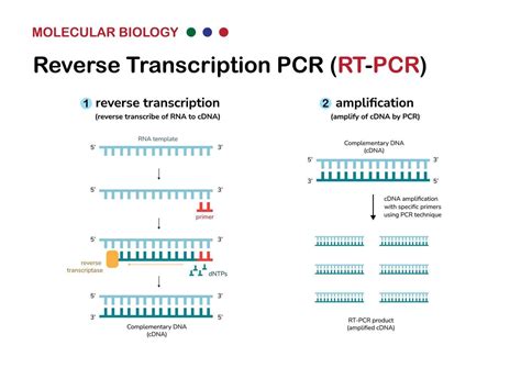 Reverse Transcriptase Pcr Rt Pcr