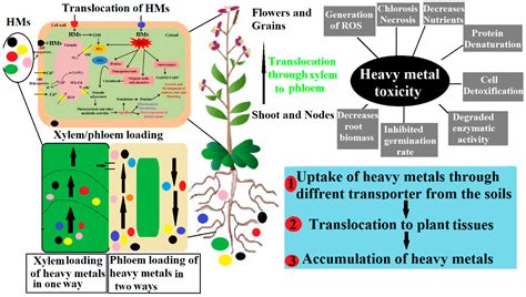 Read Review Article Phytoremediation Of Heavy Metal 