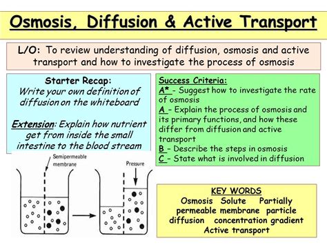 Full Download Review Guide Osmosis And Diffusion 