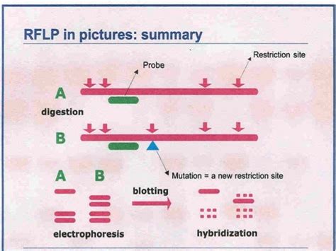 Rflp Full Form