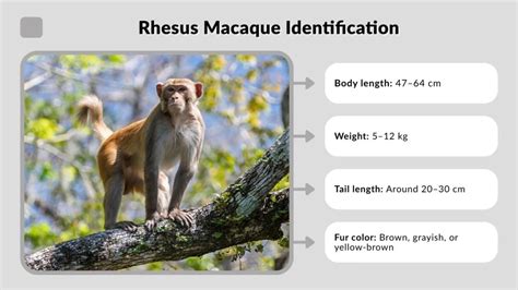 Rhesus Macaque Sequential Learning