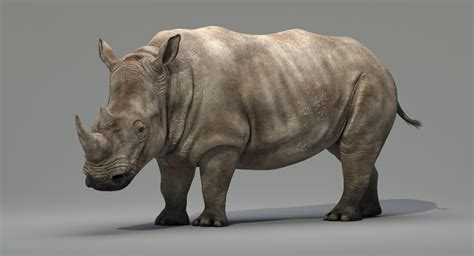 Rhinoceros 3d Prix   Rhino Acheter Rhinoceros - Rhinoceros 3d Prix