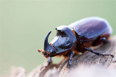Rhinoceros Beetle Learn About Nature Rhinoceros Beetle Life Cycle - Rhinoceros Beetle Life Cycle