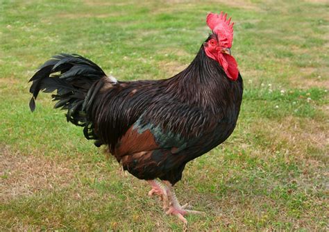 rhode island rooster