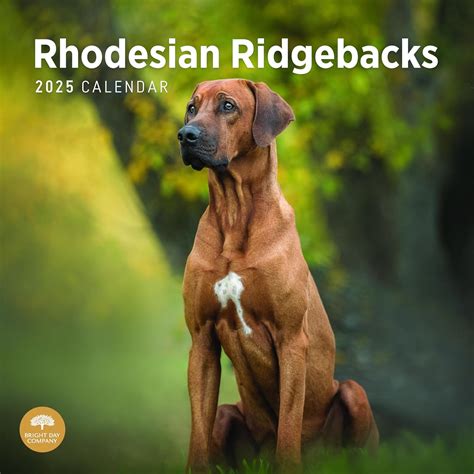 Rhodesian Ridgebacks 2018 12 X 12 Inch Monthly Square Wall Calendar Animals Dog Breeds Multilingual Edition