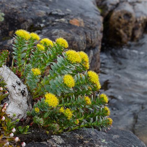 Rhodiola Arctic Root