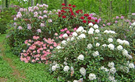rhododendrons
