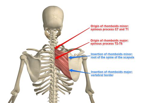 Rhomboid Major Action