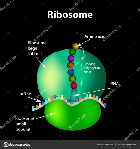 ribosomas-4