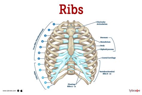 ribs meaning