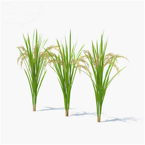 rice plant 3d model