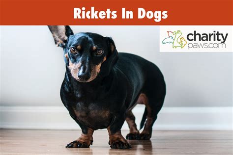 Rickets In Dogs