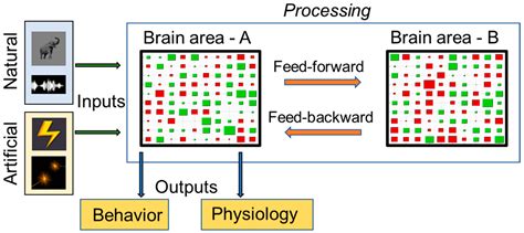 ridy sheikh information processing system