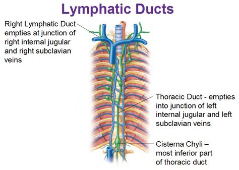 Right Lymphatic Duct