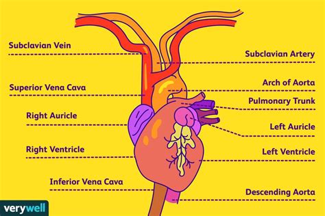 Right Subclavian Artery Pig Function