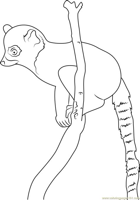 Ring Tailed Lemur Coloring Pages Coloringbay Ring Tailed Lemur Coloring Page - Ring Tailed Lemur Coloring Page
