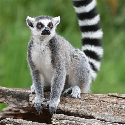 Ring Tailed Lemur On The Tree Coloring Page Ring Tailed Lemur Coloring Page - Ring Tailed Lemur Coloring Page