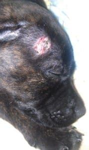 ringorm hund medicin