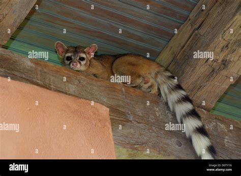 ringtail cat texas