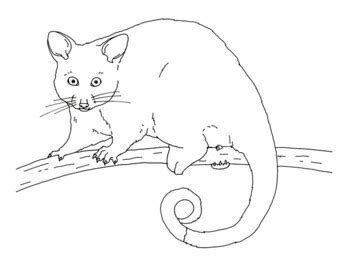 Ringtail Coloring Page Free Printable Coloring Pages Ring Tailed Lemur Coloring Page - Ring Tailed Lemur Coloring Page