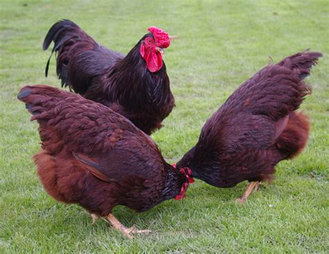 Rir Chicken Breed