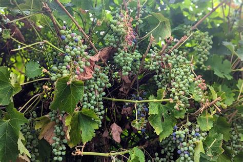 Riverland Grape Growers Call For Moratorium On Vine Kindergarten Planting - Kindergarten Planting