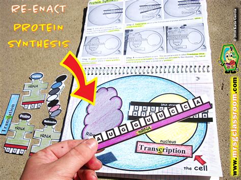 Rna Amp Protein Synthesis Interactive Notebook Mrs Transcription Dna To Rna Worksheet Answers - Transcription Dna To Rna Worksheet Answers