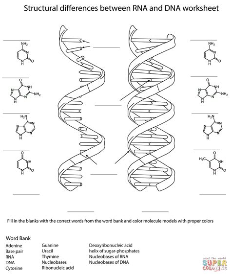Rna And Dna Worksheet Coloring Page Dna Structure Coloring Answer Key - Dna Structure Coloring Answer Key