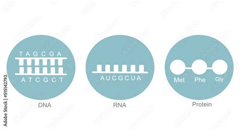 Rna Atcg